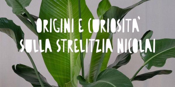 Strelitzia Nicolai: La Pianta dell'Uccello del Paradiso per un Arredamento Esotico