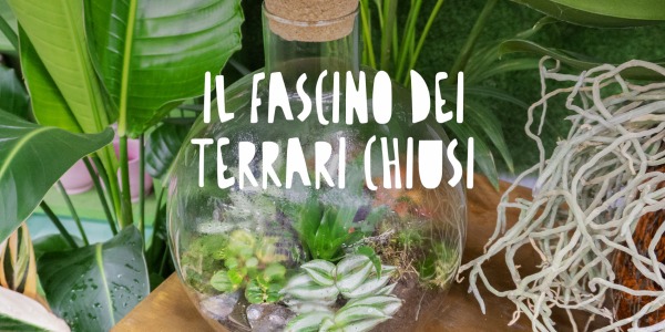 Il fascino dei terrari chiusi: piante sotto vetro per un tocco di natura nell'arredamento