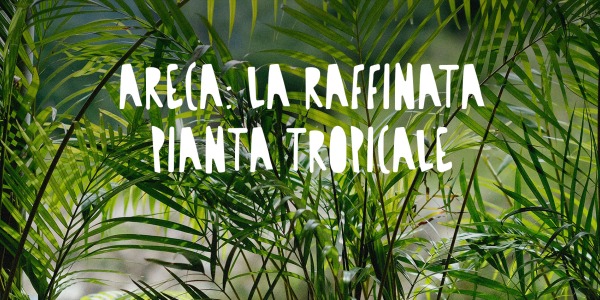 Areca: La raffinata pianta tropicale per il tuo spazio verde!