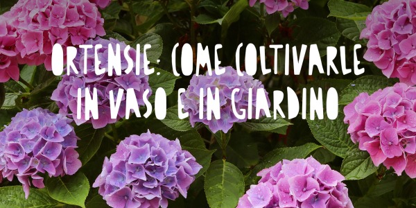 Ortensie: come coltivarle in vaso e in giardino