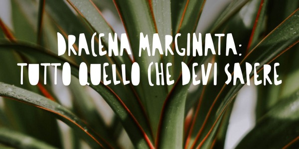 Dracena Marginata: tutto quello che devi sapere per farla prosperare!