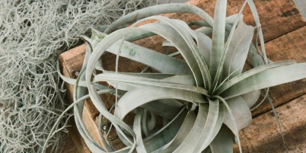 Tillandsia Mania