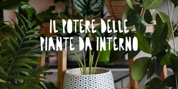 Il potere delle piante da interno: Un'esplosione di verde per la tua casa