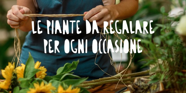Le Piante da Regalare: Il Dono Perfetto per Ogni Occasione
