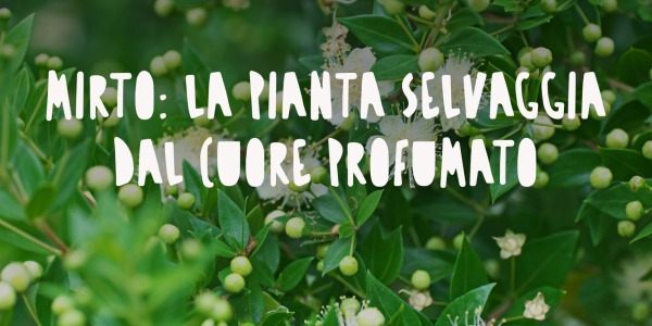 Mirto: La Pianta Selvaggia dal Cuore Profumato