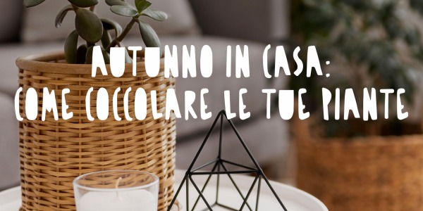 Autunno in Casa: Come Coccolare le Tue Piante d'Interni con Stile