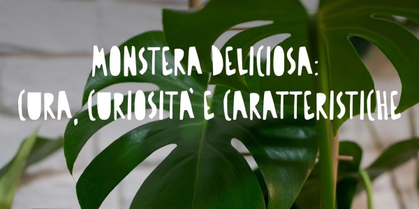 Monstera Deliciosa: Cura, Curiosità e Caratteristiche del Filodendro che Conquista il Verde di Casa