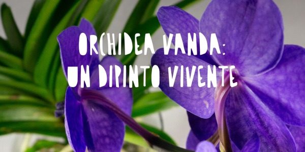 Orchidea Vanda: un vero dipinto vivente per arredare casa tua