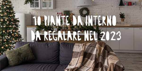 10 piante da interno da regalare nel 2023: la selezione delle migliori