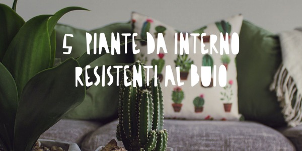 Le 5 migliori piante da interno resistenti al buio