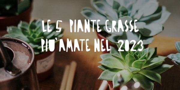 Le 5 piante grasse più amate nel 2023: caratteristiche e curiosità 