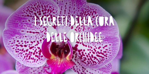 Orchidea Cura: Guida Completa per Far Fiorire le Tue Piante