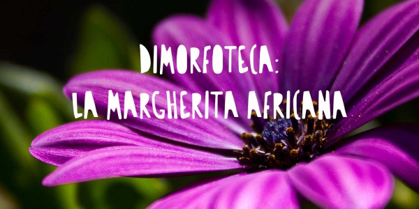 Dimorfoteca: La Margherita Africana Che Colora Balconi e Giardini in Primavera