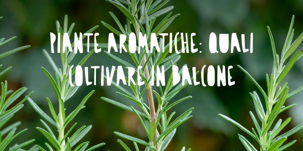 Piante aromatiche in vaso: le più adatte per balconi e terrazzi