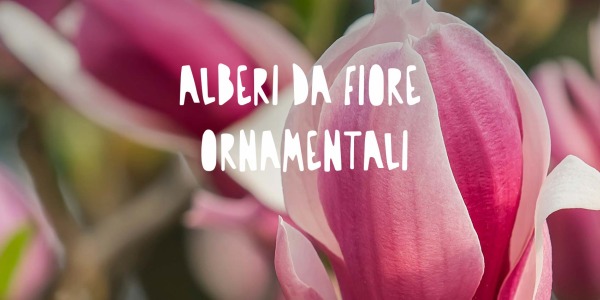 Alberi da Fiore Ornamentali: I Protagonisti del Giardino in Primavera