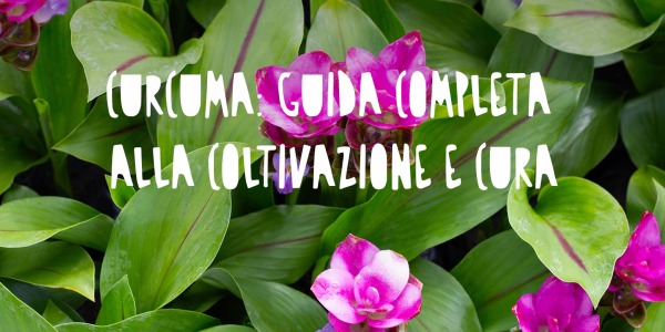 Curcuma pianta ornamentale: guida completa alla coltivazione e cura
