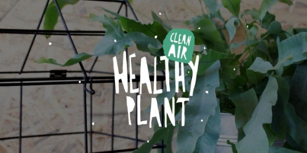 Healthy plant: let's clean!