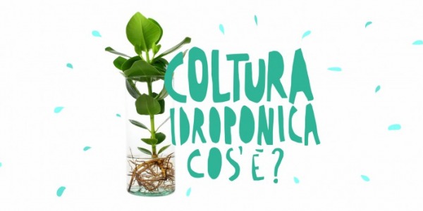 Coltura idroponica, la conoscevate?