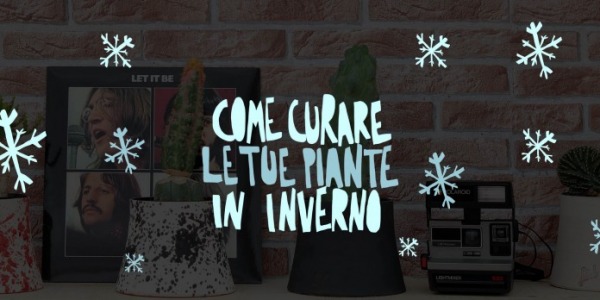 Piante da appartamento: cura e benessere in inverno