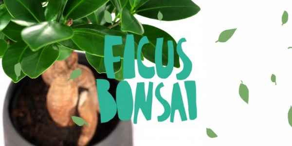 Ficus Ginseng, un bonsai tutto da scoprire!