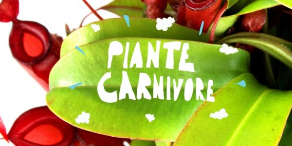 Piante carnivore: sicuro di sapere proprio tutto su di loro?