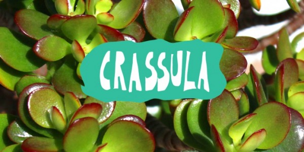 Crassula: l'albero dei soldi che viene dall'Africa