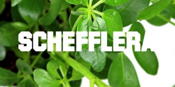 Schefflera: la pianta da appartamento che purifica l'aria