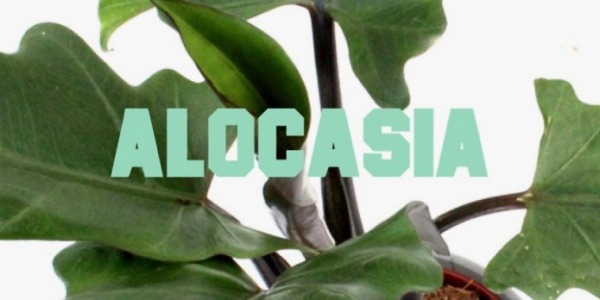 Alocasia, la pianta orecchie di elefante: come coltivarla?