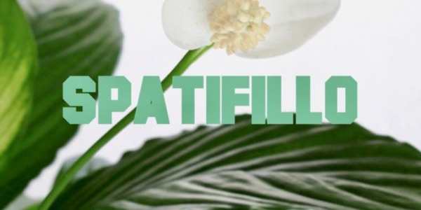 Come si coltiva in appartamento lo Spatifillo