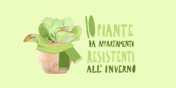 10 piante da appartamento resistenti: vivono bene e più a lungo!