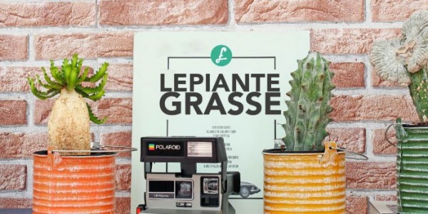 Piante grasse: sicuro di sapere tutto su di loro?