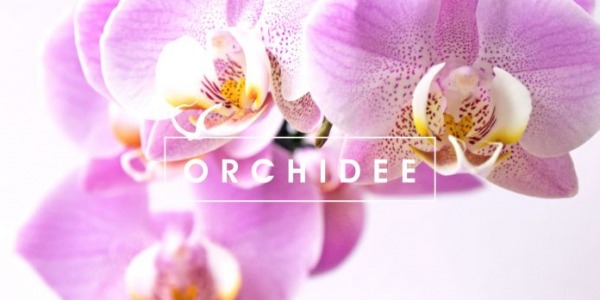 Orchidea: pianta suggestiva e semplice da curare