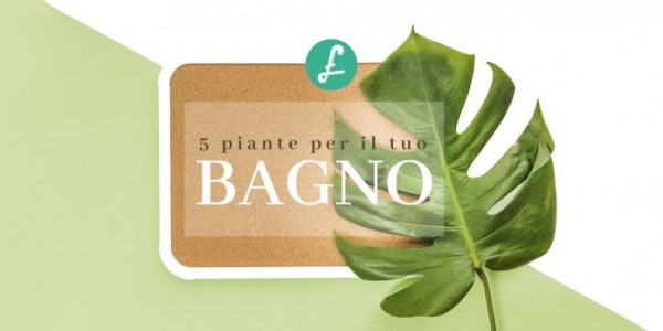 5 piante da appartamento per il bagno: la nostra top 5!
