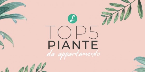 Top 5 delle piante verdi da appartamento più belle