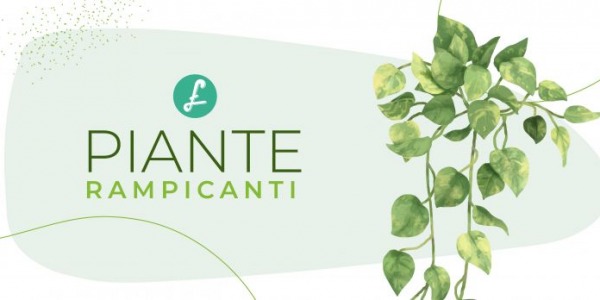 Piante rampicanti: l'abbraccio della natura