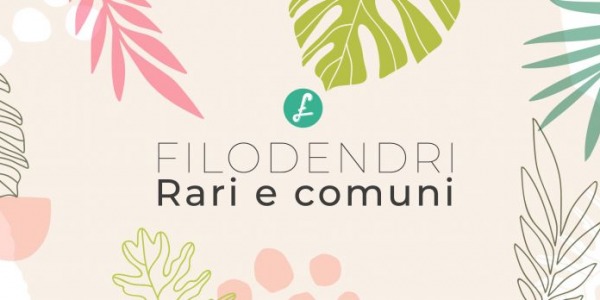 Filodendro rari e comuni: piccoli grandi gioielli green per arredare