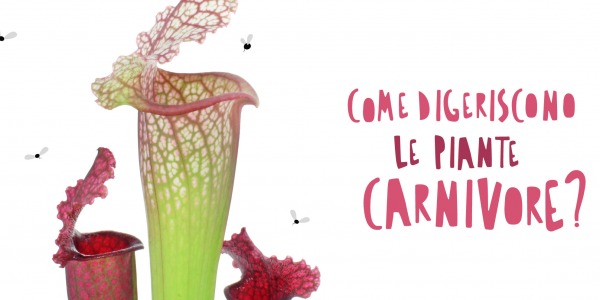 Come digeriscono le piante carnivore dopo aver catturato e mangiato le prede
