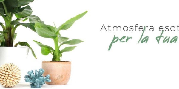 Come piantare un banano e creare un’atmosfera esotica in casa