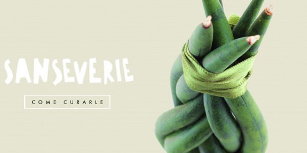 Come coltivare la Sansevieria: Consigli, su cura e coltivazione