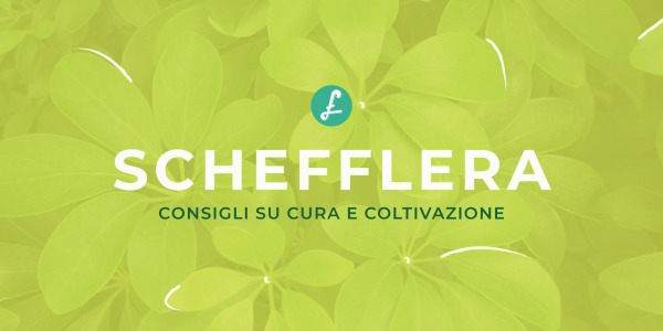 Quando rinvasare la Schefflera: Consigli su cura e coltivazione 