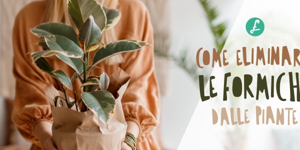 Come eliminare le formiche dalle piante: Cause e Rimedi facili