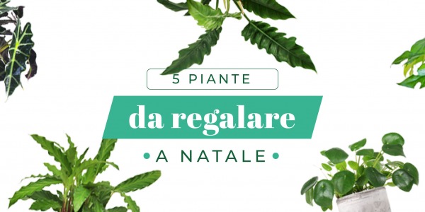 Le migliori piante da regalare a Natale: Ecco le nostre idee