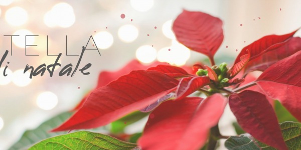 Stella di Natale: Come Curarla e Mantenerla