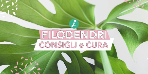 Filodendri: Consigli, coltivazione e cura della pianta tropicale indistruttibile