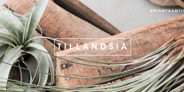 Tillandsia: Consigli, Coltivazione e Cura della Pianta anti-smog