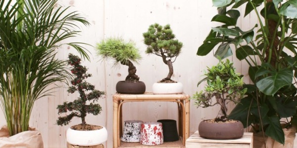 LA CURA DEI BONSAI