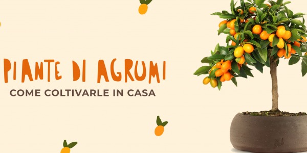 Piante di agrumi: Come coltivarle in casa