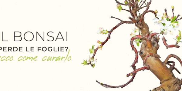 Il tuo bonsai perde le foglie? Ecco tutti i segreti per curarlo