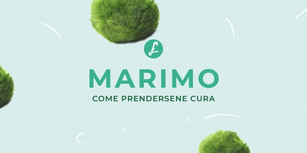 Marimo: Come prendersi cura dell'alga palla Giapponese