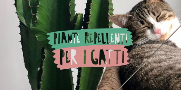 Piante repellenti per gatti